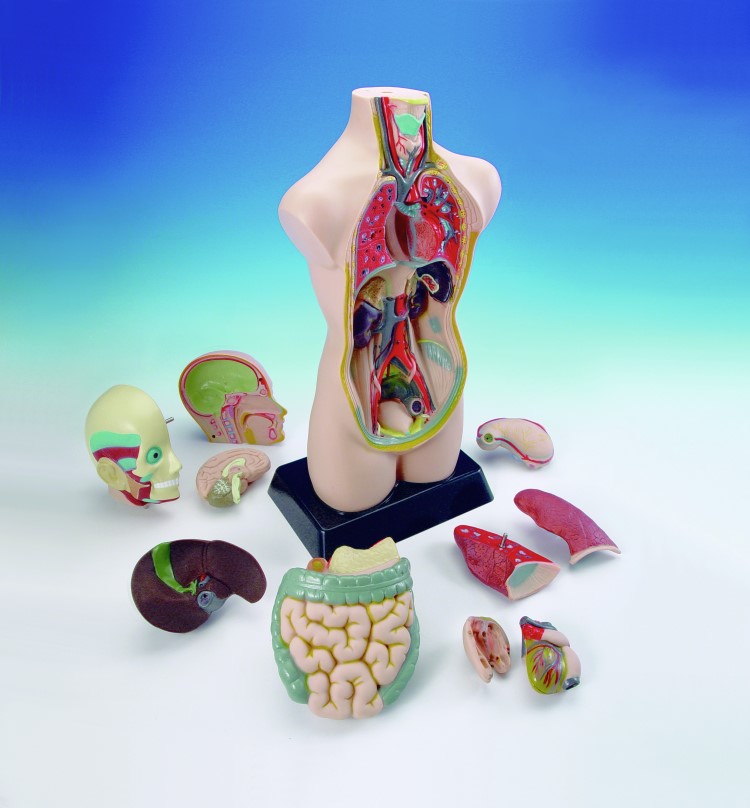 11tlg. Anatomie Modell Torso 50cm menschlicher Körper zerlegbar Biologie